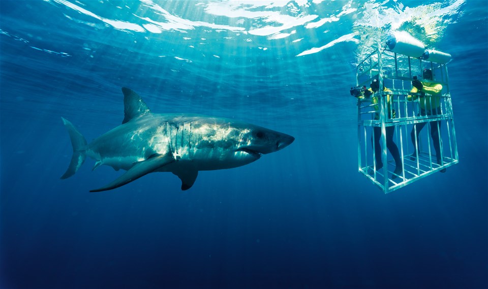 Shark Cage Diving Tour From Cape Town with Transfers